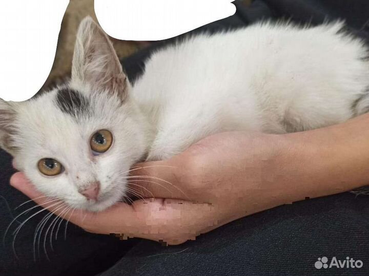 Беленький котёнок