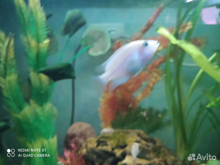 Аквариумные рыбки, Фламинго