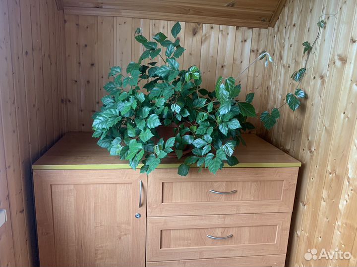 Комнатные растения