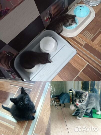 Отдам котенка в добрые руки