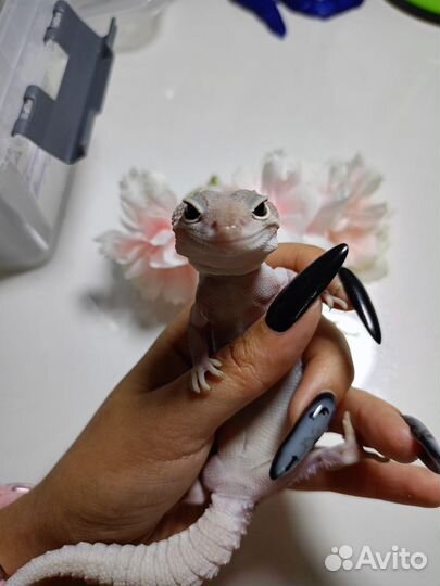 Ящерица эублефар