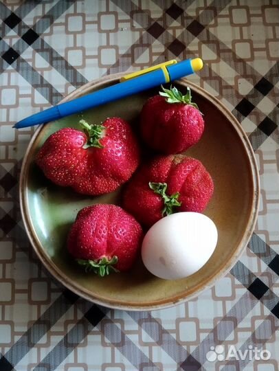 Рассада клубники