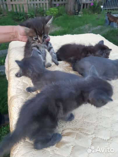 Котята в добрые руки
