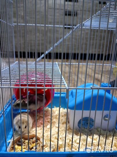 Клетка с хомяками