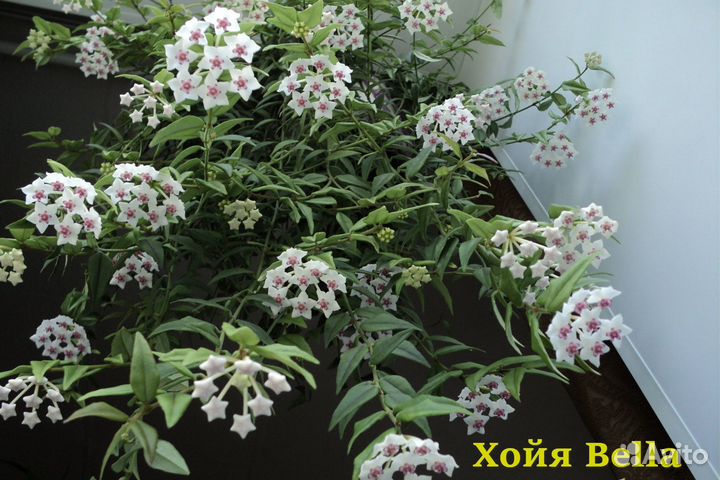 Хойя Белла цветущая