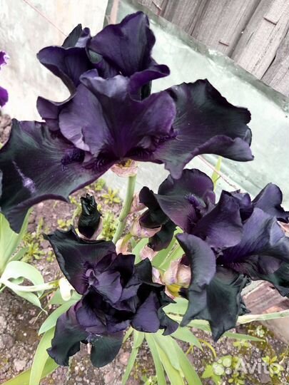 Ирисы бородатые сортовые