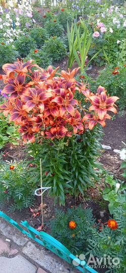 Многолетние цветы