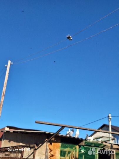 Продаю голубей