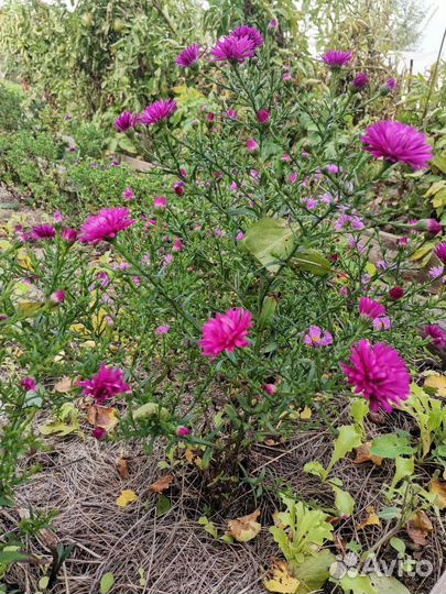 Астра новобельгийская Роял Руби (Royal ruby)