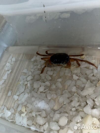 Радужный краб