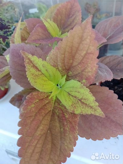 Колеусы вегетативные