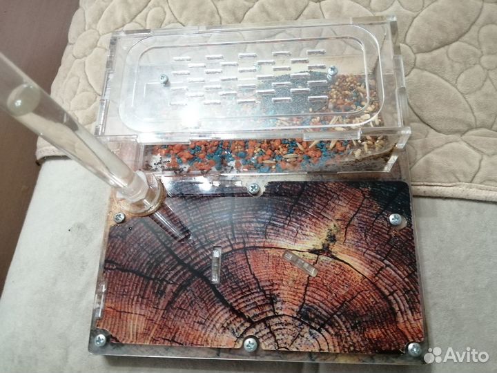 Муравьиная ферма с муравьями