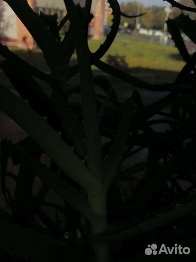 Алоэ лечебный