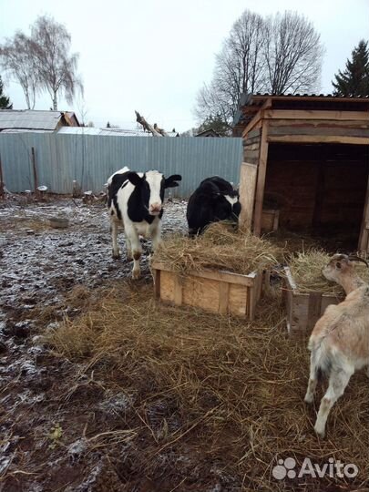 Бычки на мясо