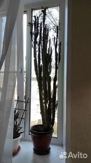 Молочай высота 135см