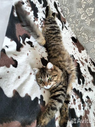 Кошечка в добрые руки