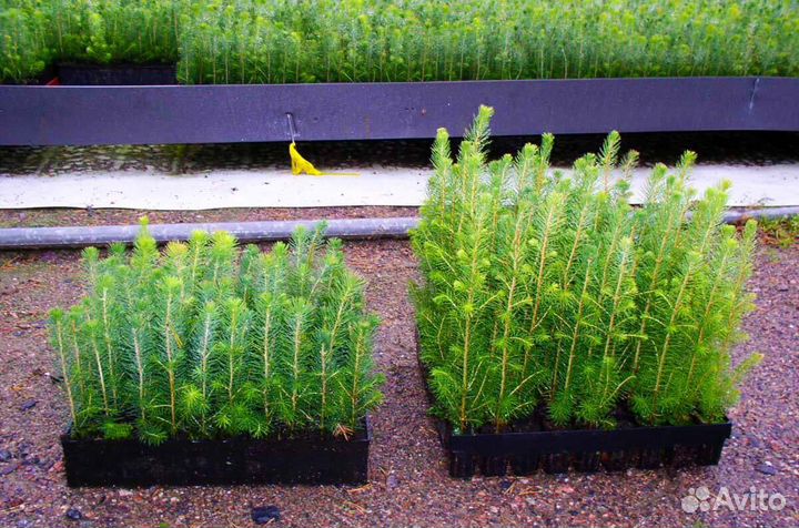 Саженцы ели европейской окс