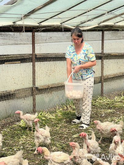 Куры несушки коралл