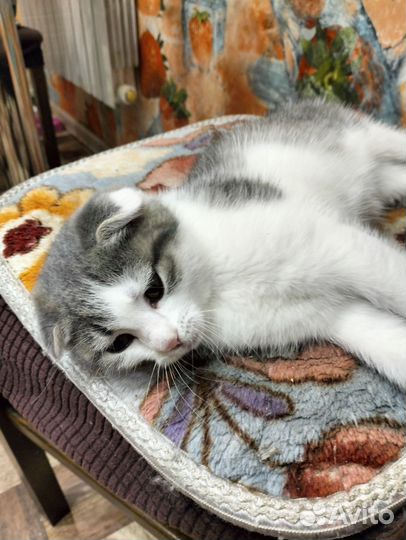 Шотландская вислоухая