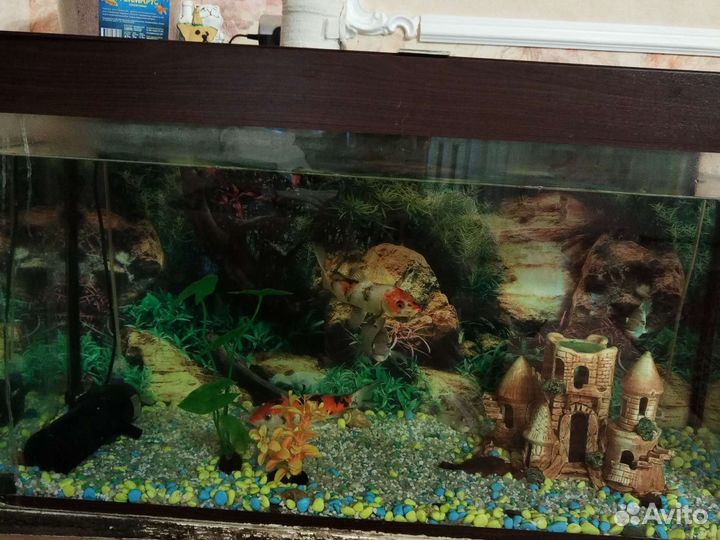 Аквариум