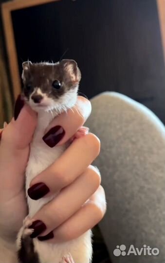 Домашняя ласка