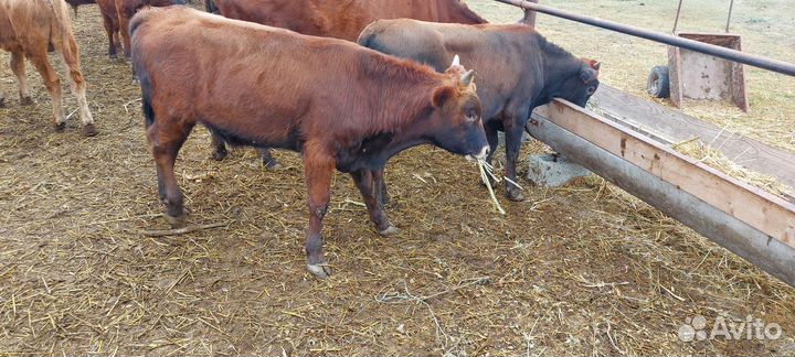 Телята бычки