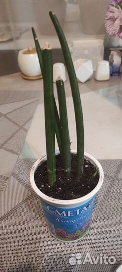 Сансевиерия цилиндрика