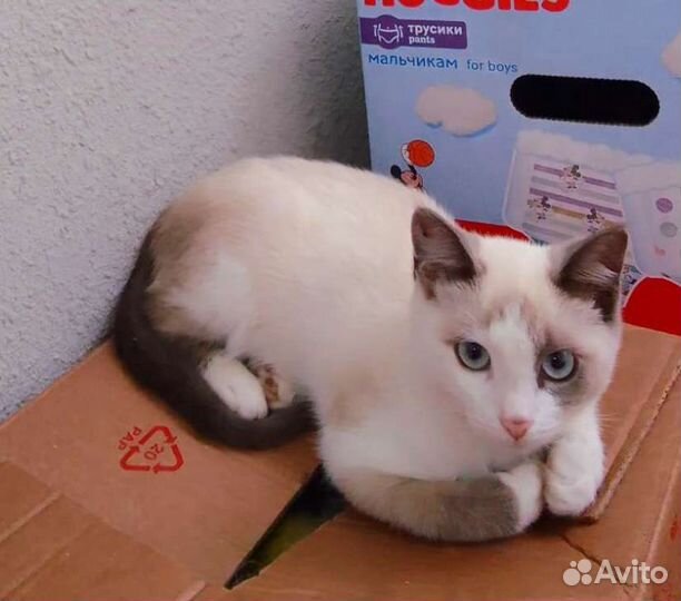 Котенок