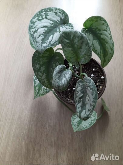 Сциндапсусы