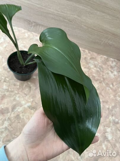 Эухарис амазонская лилия