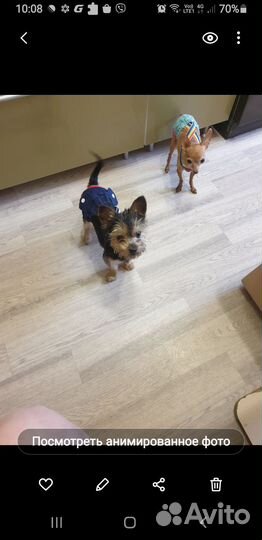 Йоркширский терьер мини