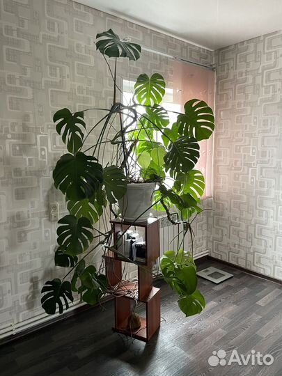 Сансевиерия