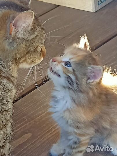 Котенок серый