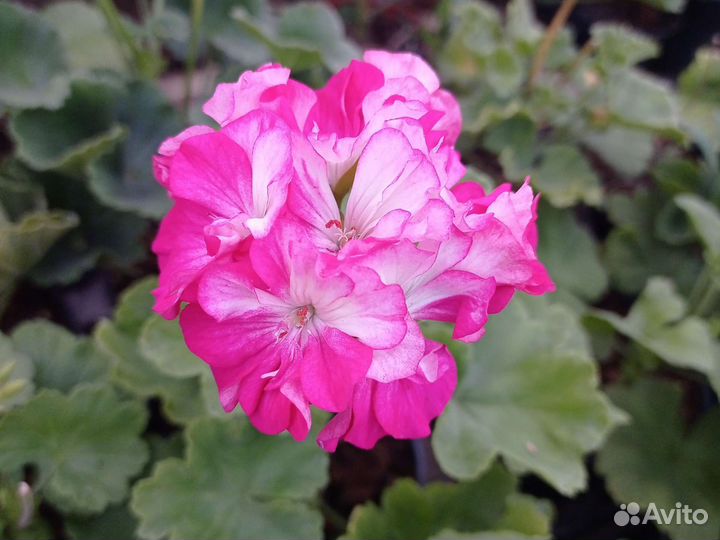 Пеларгония герань