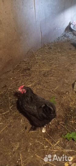 Курицы несушки