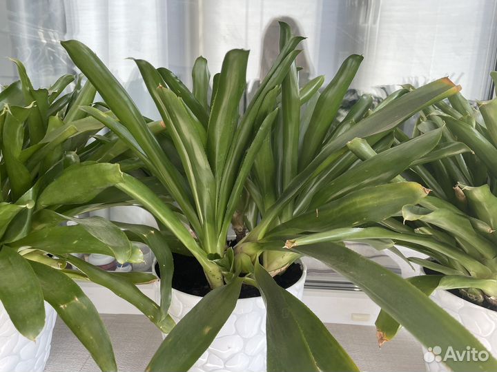 Цветы домашние в горшках