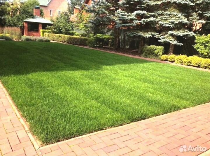 Рулонный газон