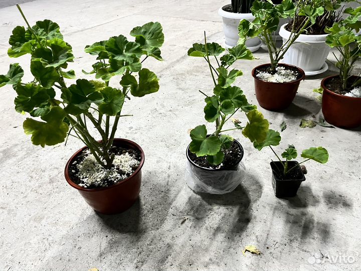 Пеларгония