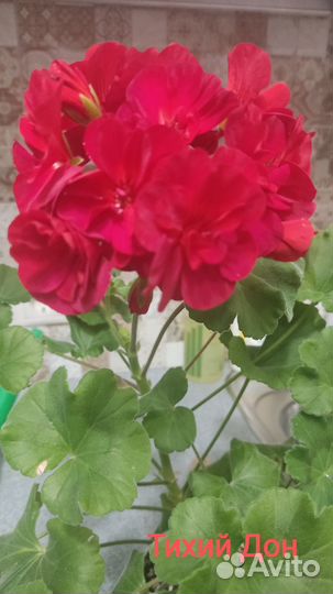 Пеларгония герань Тихий Дон и др