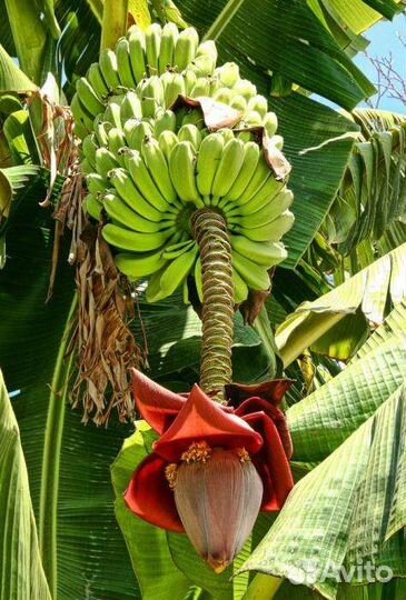 Банан японский