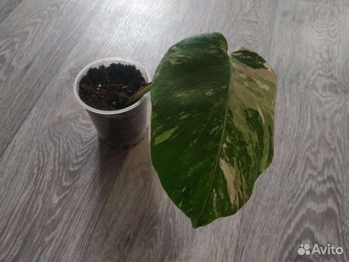 Монстера альба