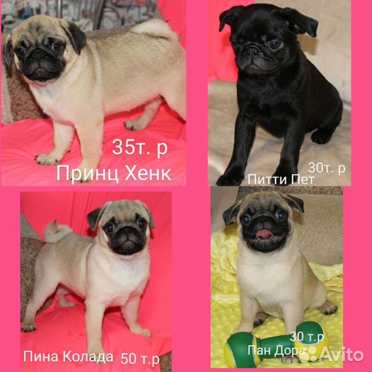 Щенки мопса