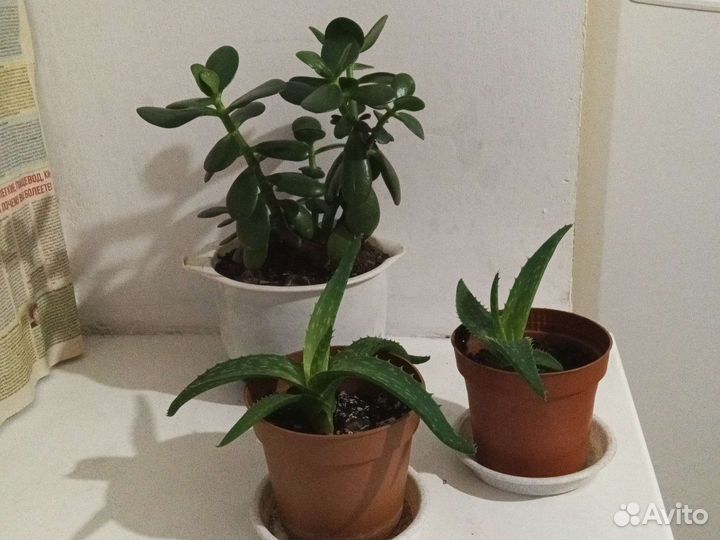 Алоэ вера и Толстянка крассула