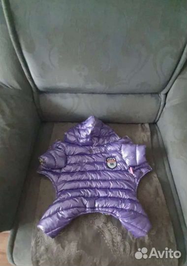 Зимний комбинезон на чихуахуа