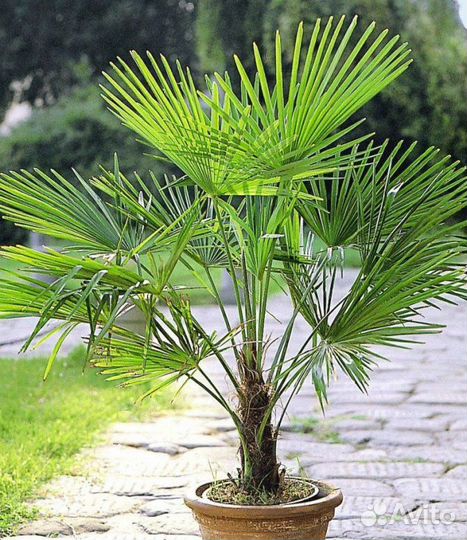 Пальма веерная Сочи