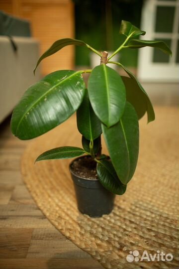 Фикусы разные