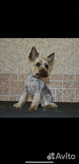 Вязка Йоркширского терьера