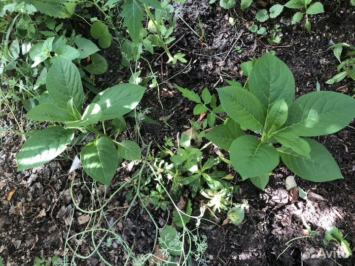 Гелиопсис, лаконос, октябрина, матрикария