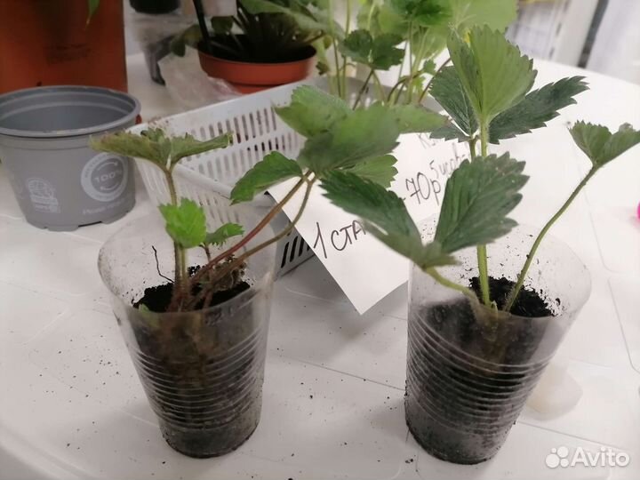 Клубника лорд