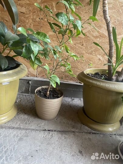 Рестения, цветы